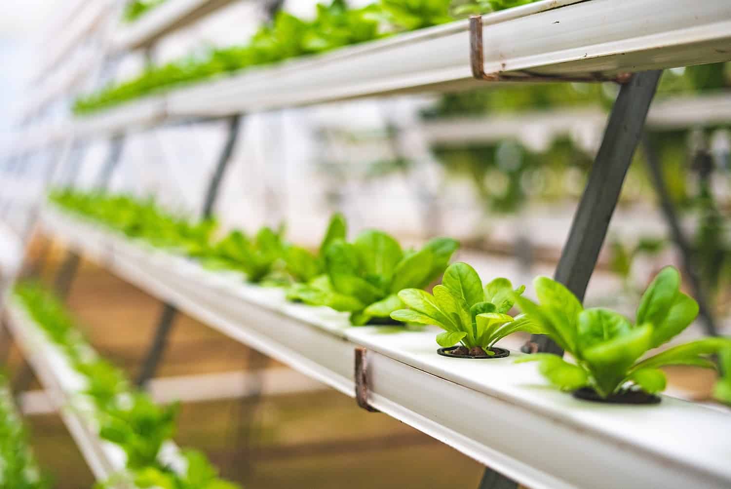 hydroponic system with lettuce