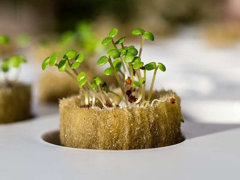 hydroponic watercress