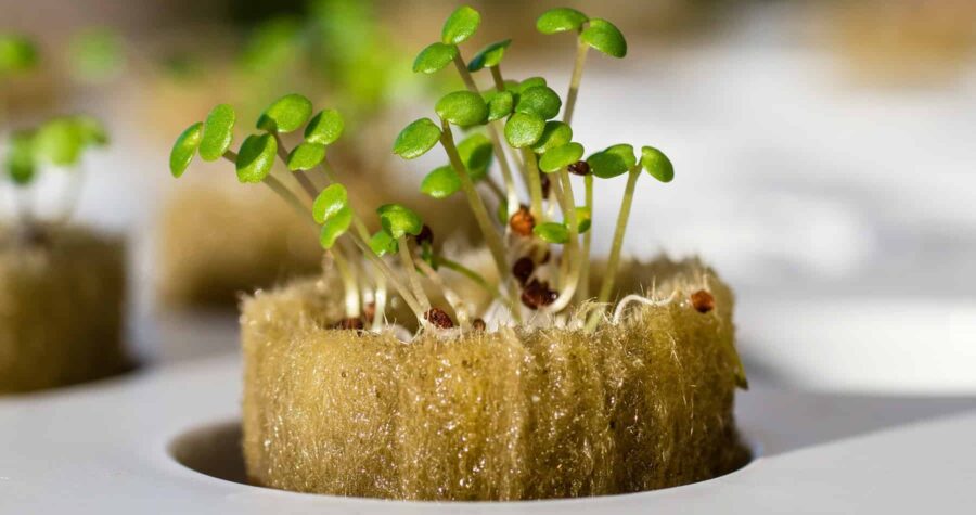 hydroponic watercress