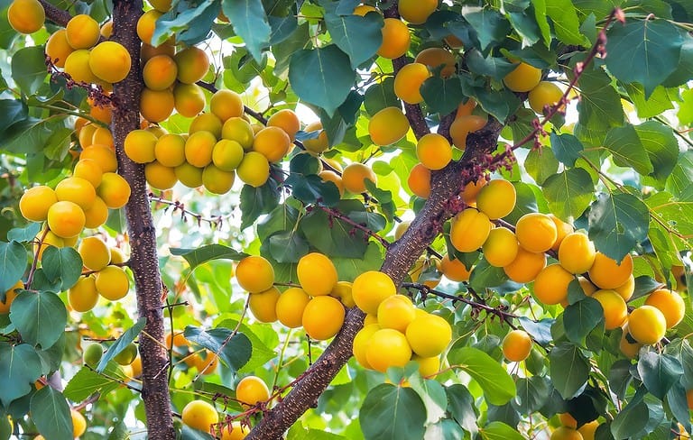 apricots on tree