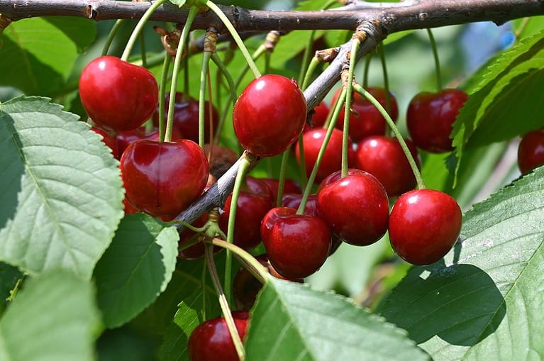 cherries on tree