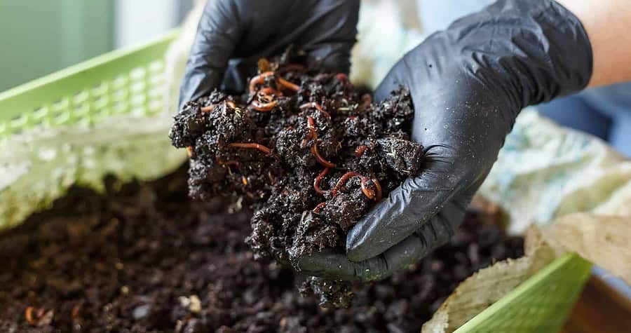 worm farming, vermicomposting