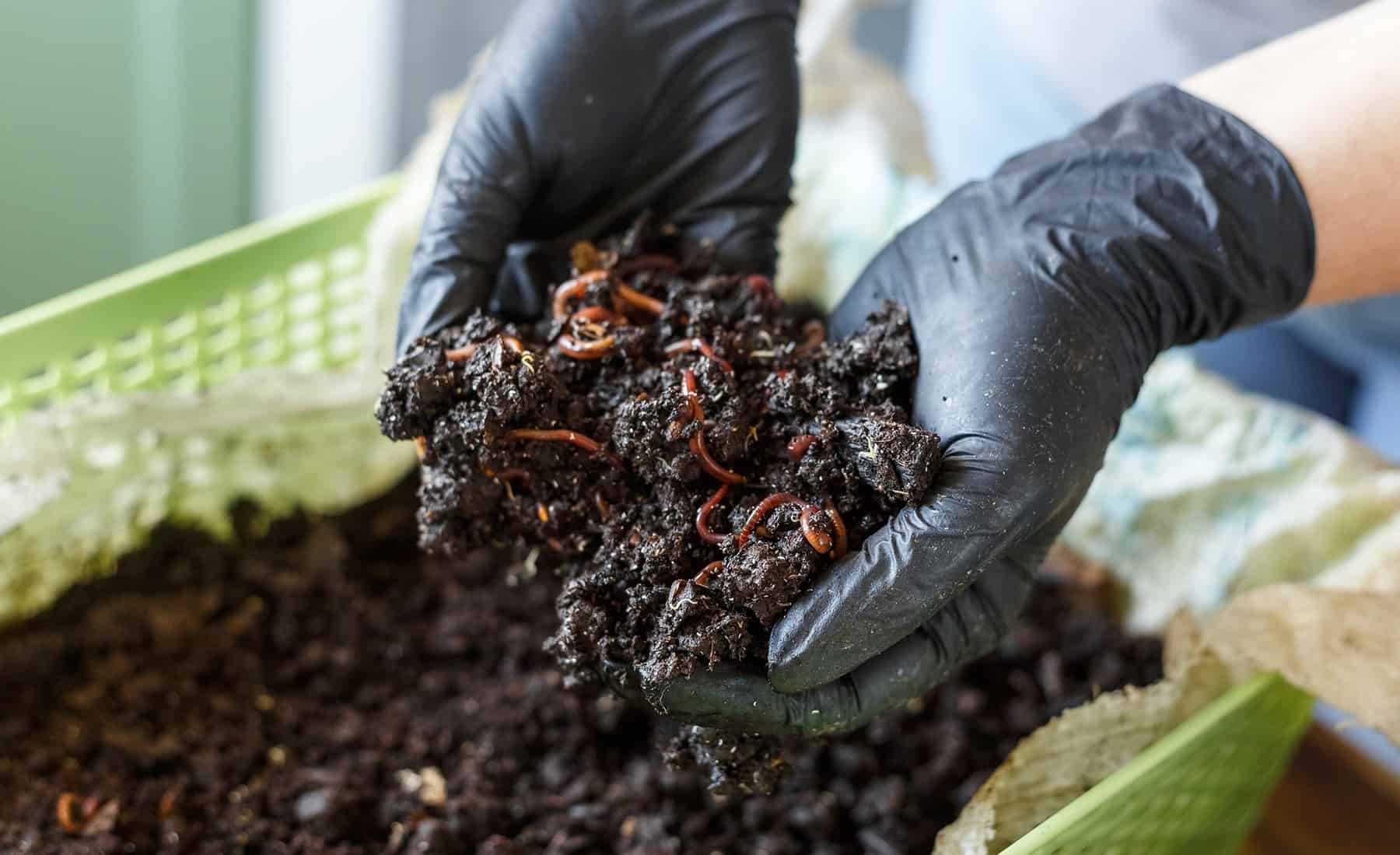 Worm Farming for Beginners: Your Complete Guide to Successful