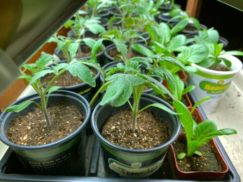 starting tomatoes under grow lights