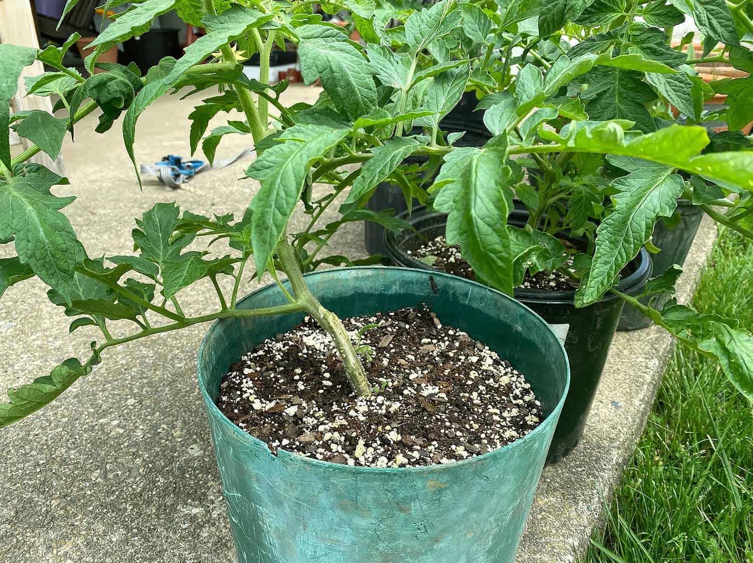 tomatoes growing in containers