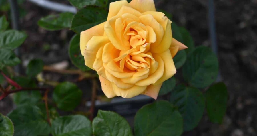 peach colored rose