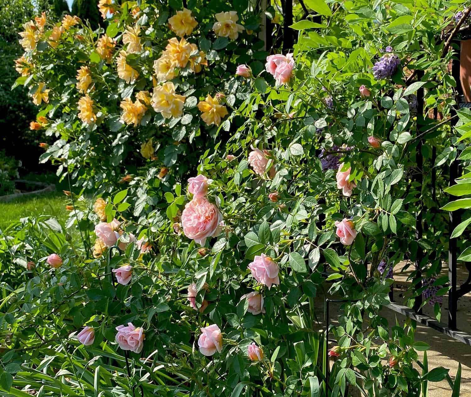 roses and wisteria garden