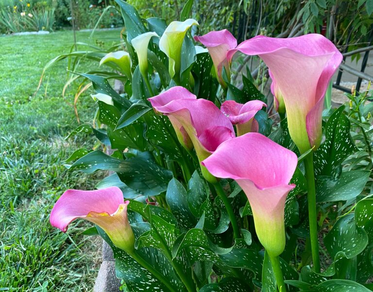 cala lilies