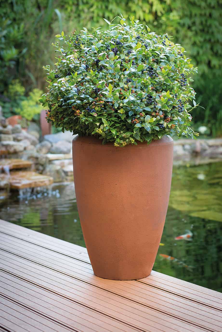 blueberry shrub in container