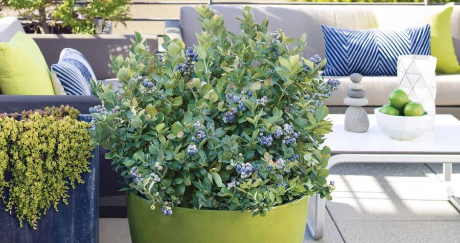blueberry in container on deck