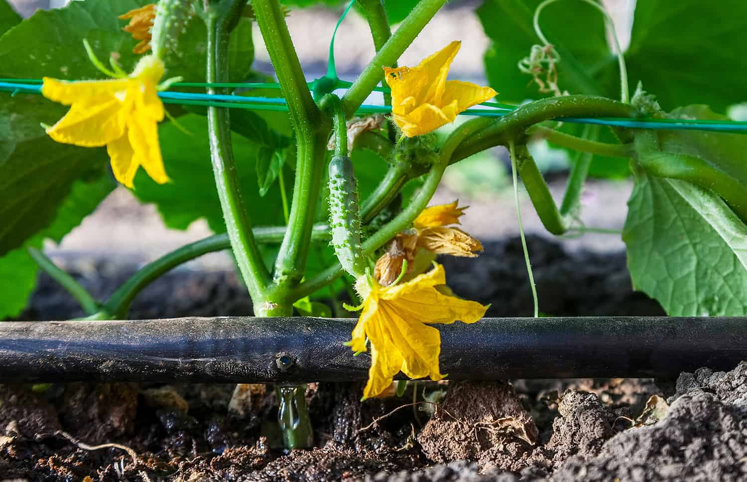 drip irrigation in garden with cucumbers