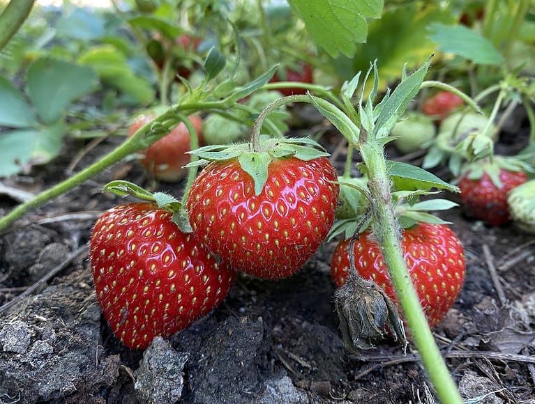 Strawberry plant with green serrated leaves, white flowers, and ripening red strawberries near the soil
