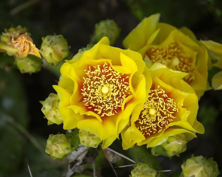 eastern prickly pear cactus flower