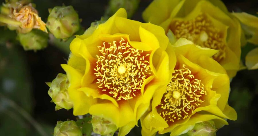 eastern prickly pear cactus flower