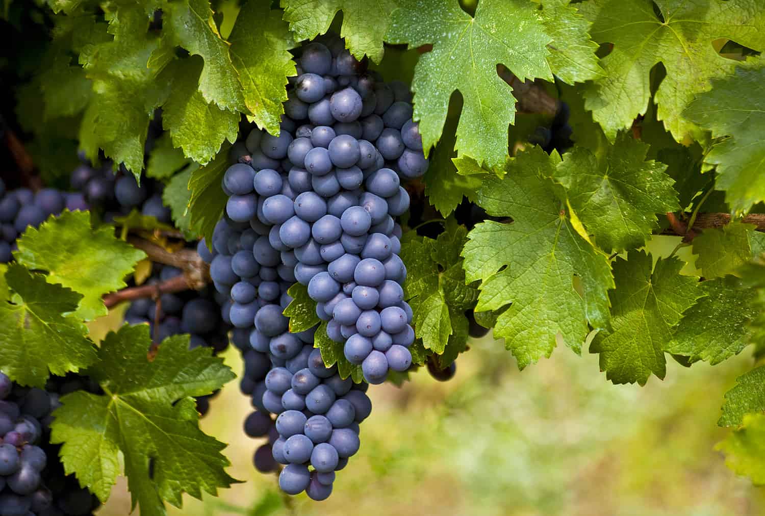 grapes on vine