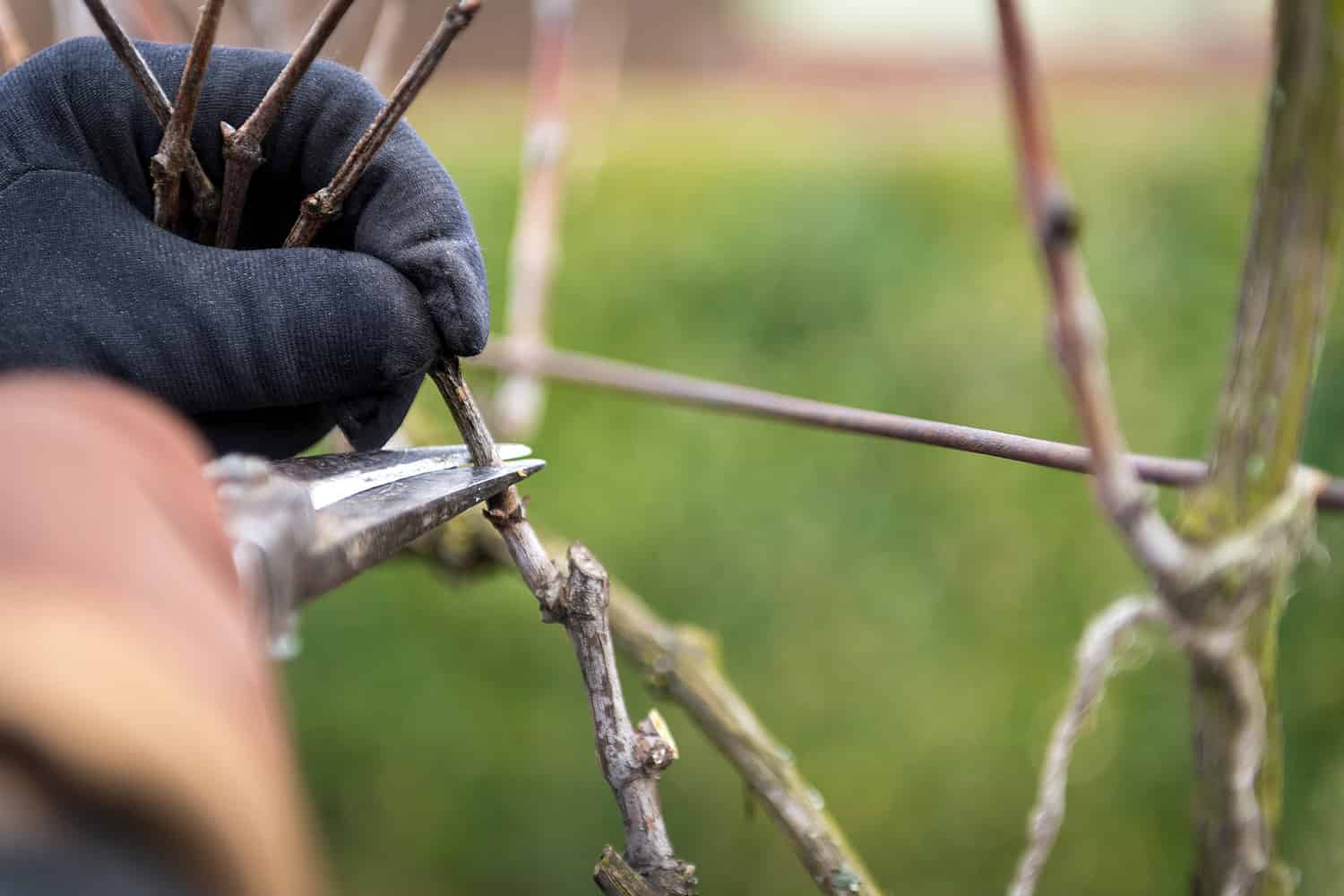 pruning grapevines