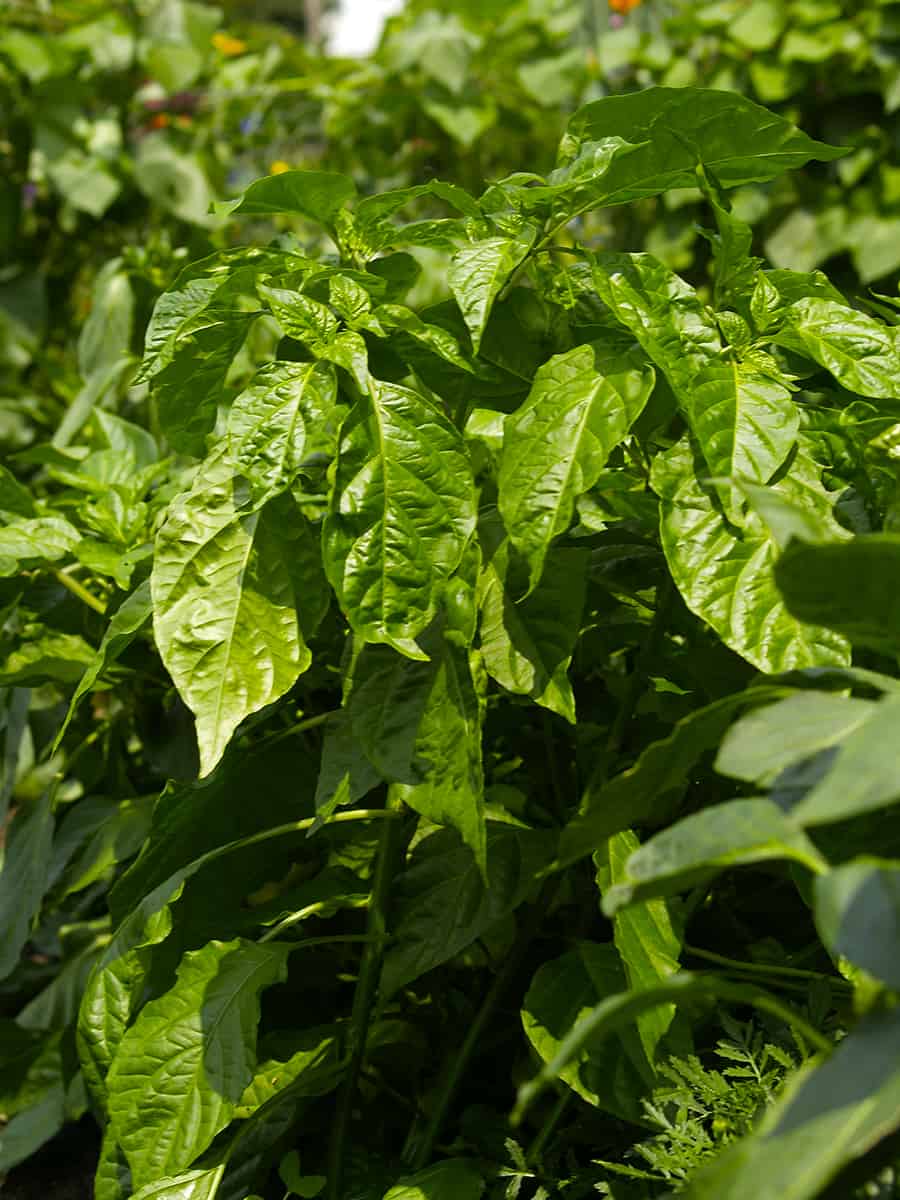 Basil in my garden