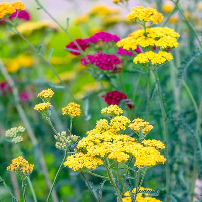 Achillea glaberrima, yarrow.
