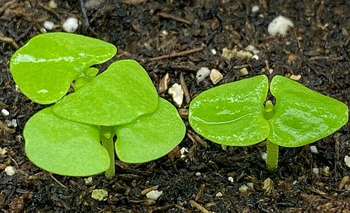 basil seedlings