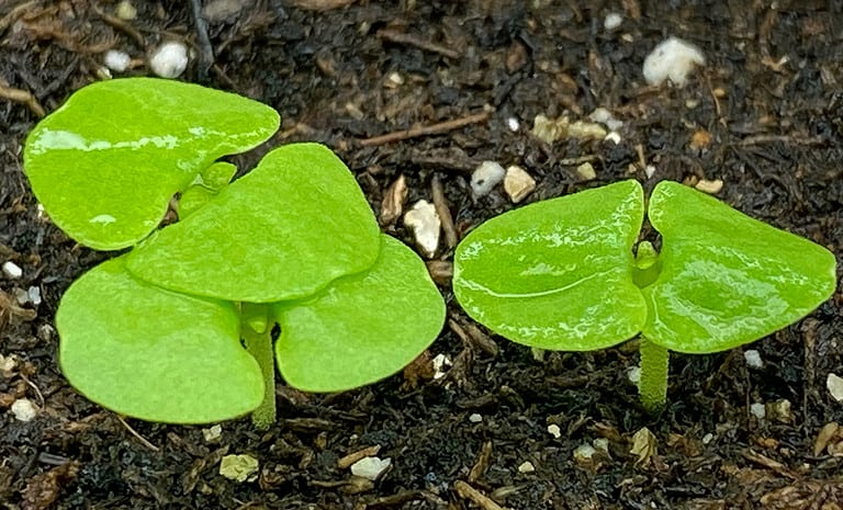 basil seedlings