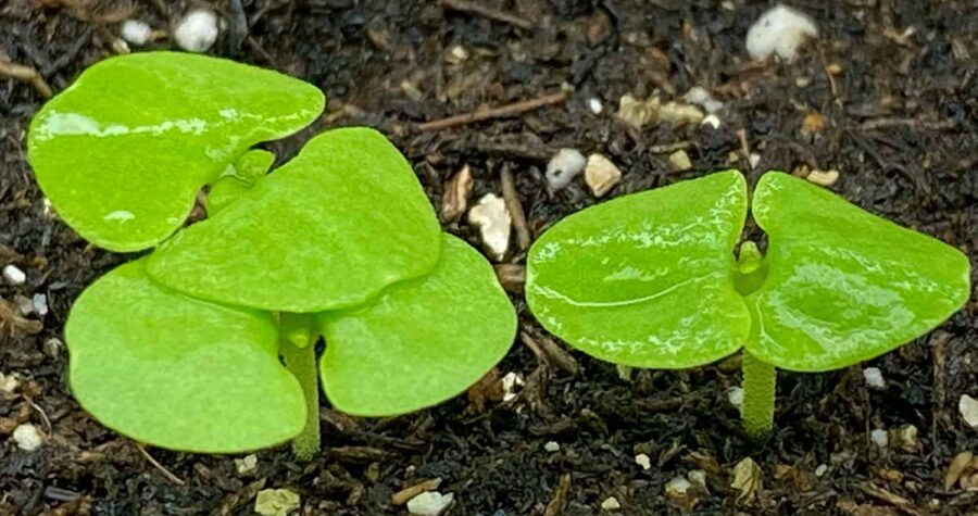 basil seedlings