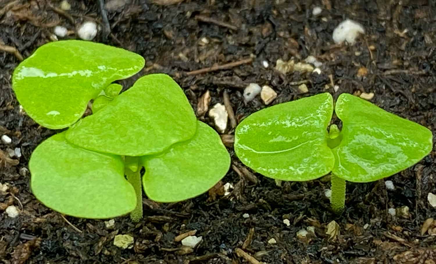 basil seedlings under grow lights