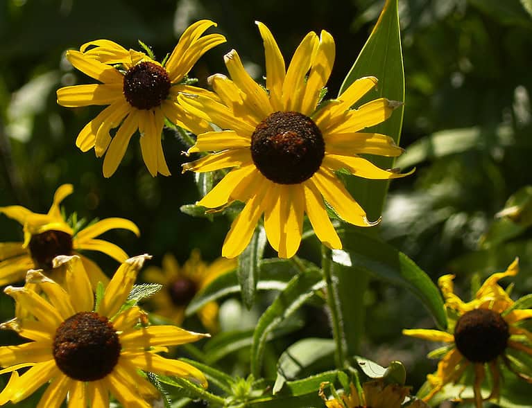 Blackeyed susan flowers in an open field