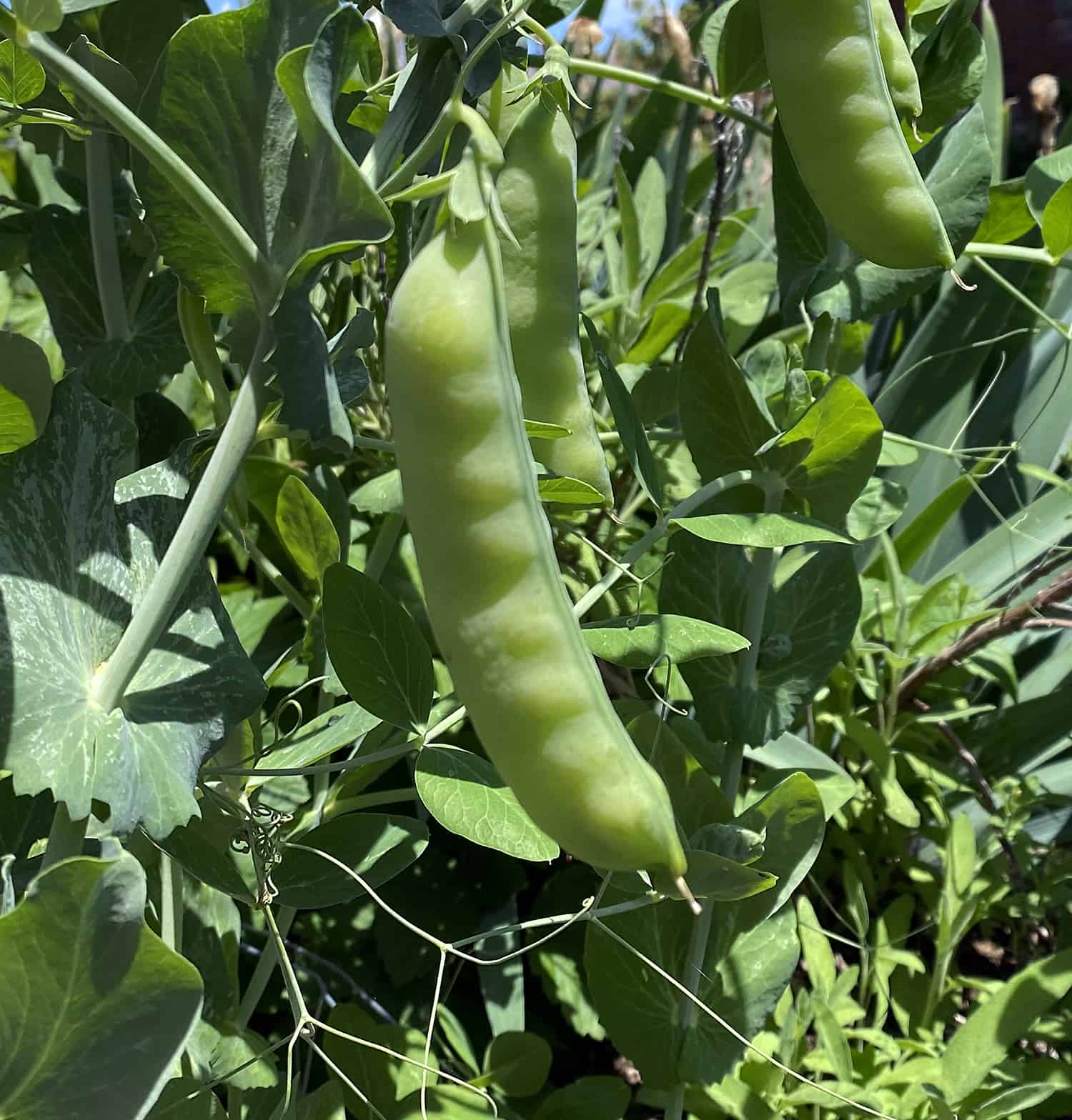 peas on the vine