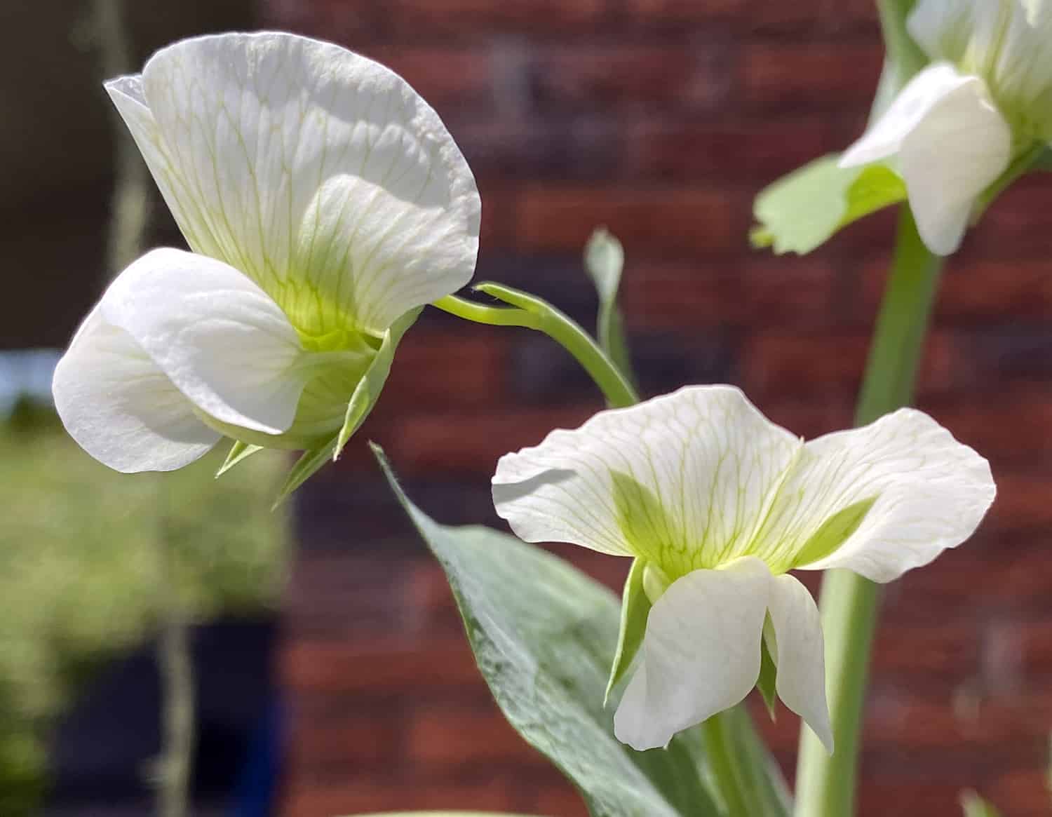 pea flowers
