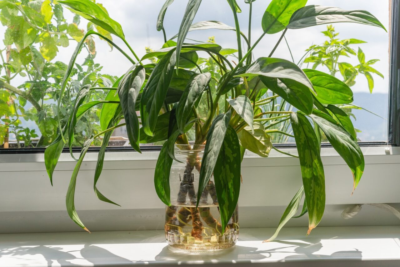 Aglaonema plant, long green leaves with pale markings, placed in a clear glass jar of water, visible roots, set on a white windowsill, backlit by sunlight