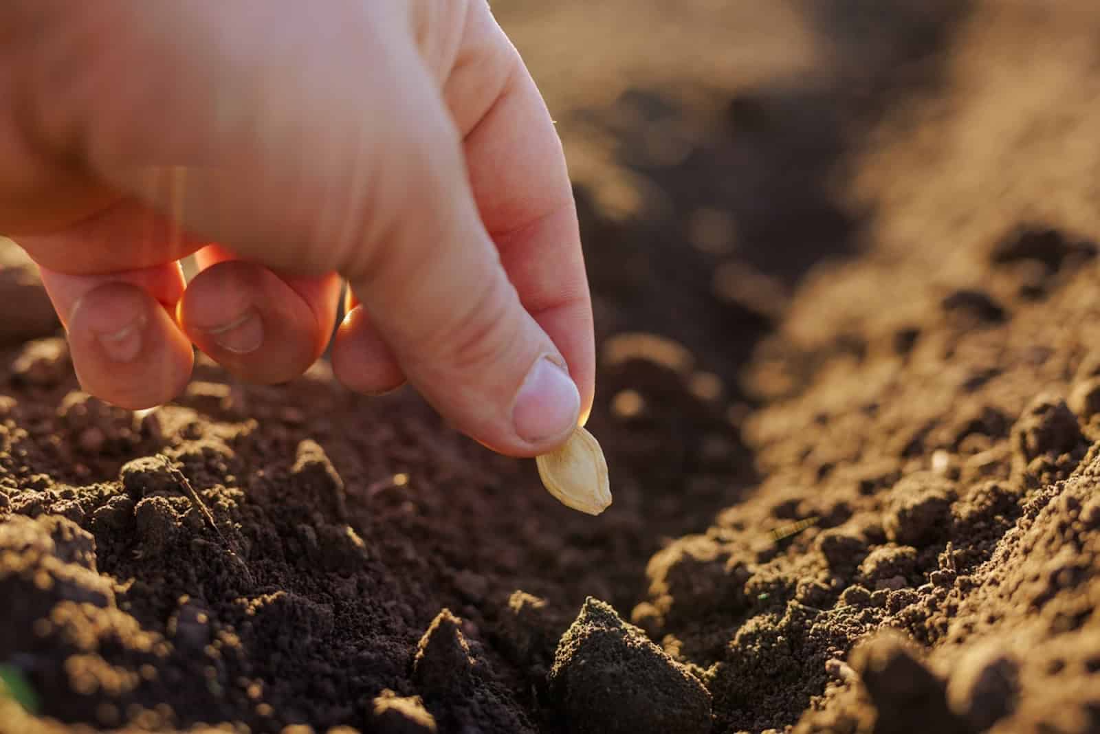 Farmer's hand planting seeds in the soil in rows, successful agribusiness, pumpkin seeds