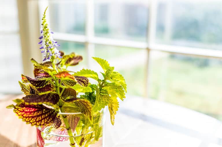 A potted plant with vibrant green and purple leaves, placed on a windowsill, soft sunlight illuminating the plant, blurred garden background