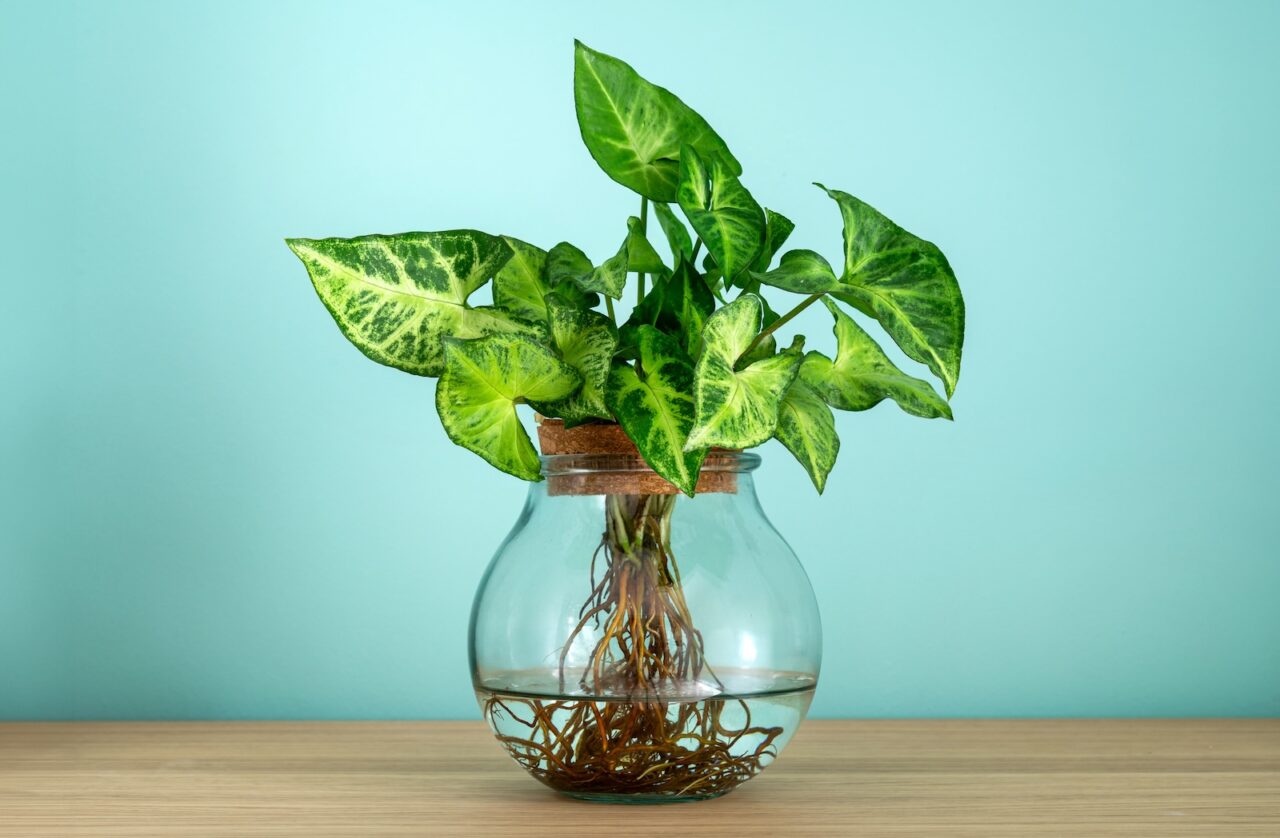 Syngonium plant, arrowhead-shaped green leaves with light variegation, growing in a round clear glass jar, visible healthy roots submerged in water