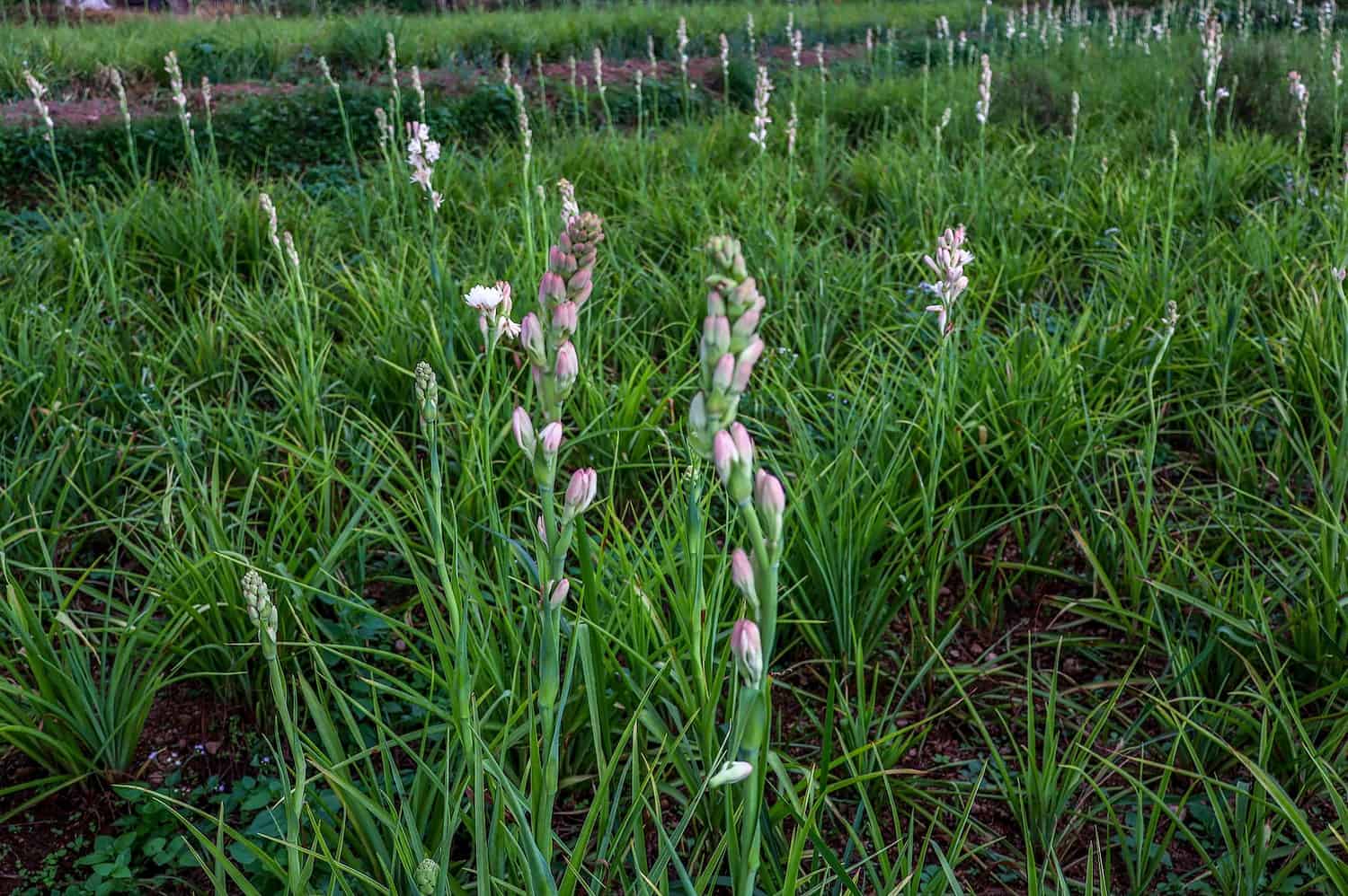 A meadow of tall green grass with pale purple wildflower spikes emerging throughout, blue frame border, white checkmark icon in top right corner