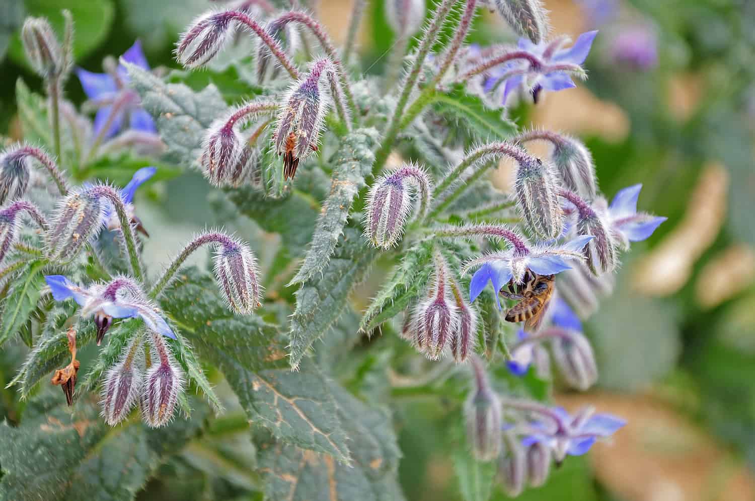 Fuzzy green borage plant, blue star-shaped flowers, bees collecting nectar, clustered buds, outdoor garden setting