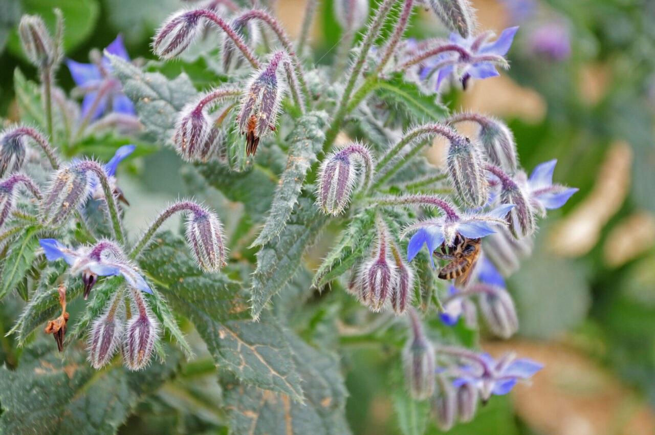 Fuzzy green borage plant, blue star-shaped flowers, bees collecting nectar, clustered buds, outdoor garden setting