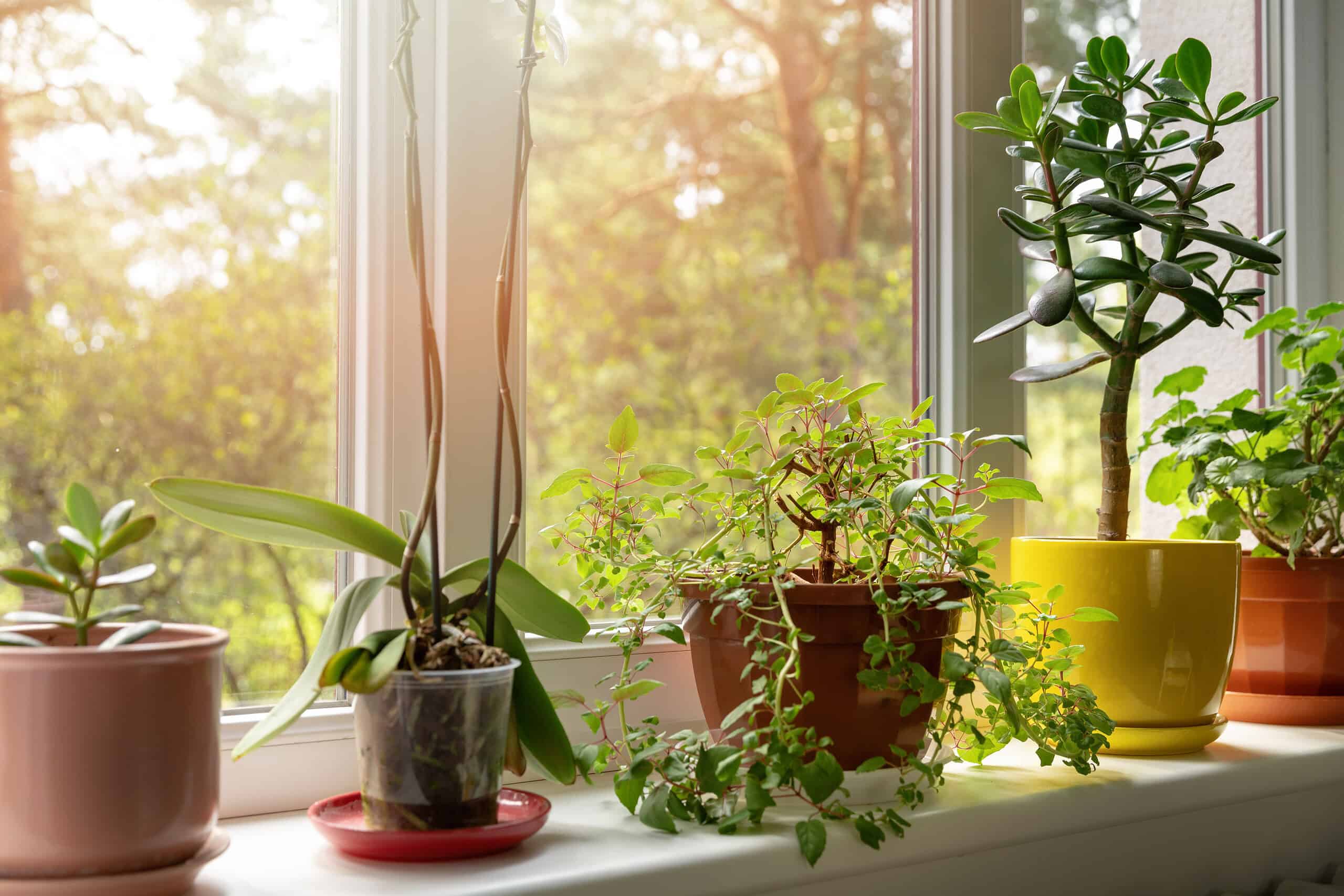 Two potted plants on a windowsill, an orchid in a transparent pot on the left, and a green plant in a brown pot on the right, sunlight streaming through the window, casting soft light on the plants and surrounding greenery
