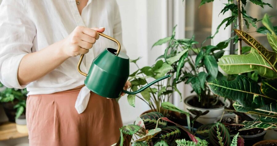 Person in white shirt and rust-colored pants watering houseplants with small green watering can, collection of potted plants by window, indoor gardening scene