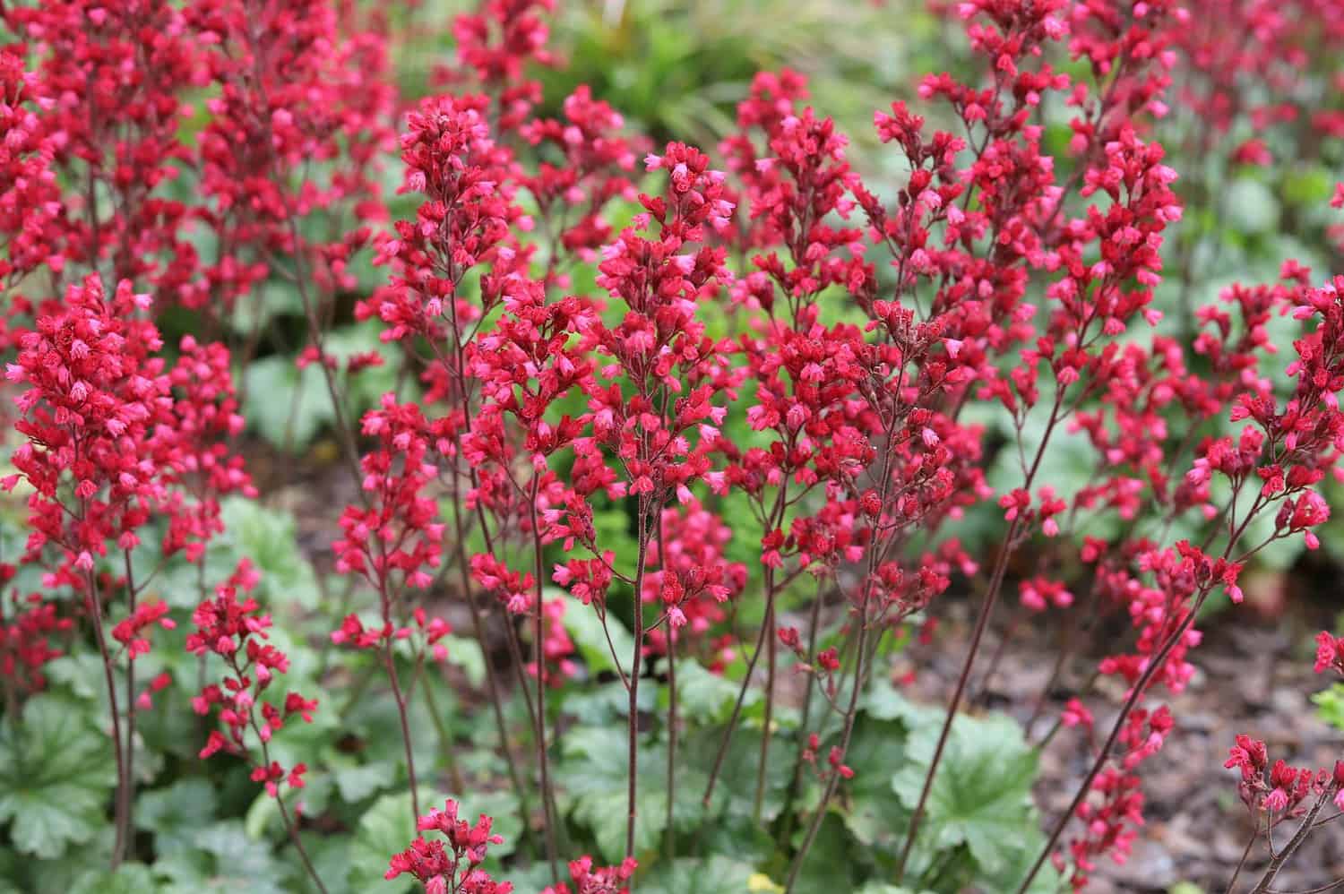 Vibrant red coral bells, delicate bell-shaped flowers, slender stems, lush green foliage, garden setting, soft natural lighting