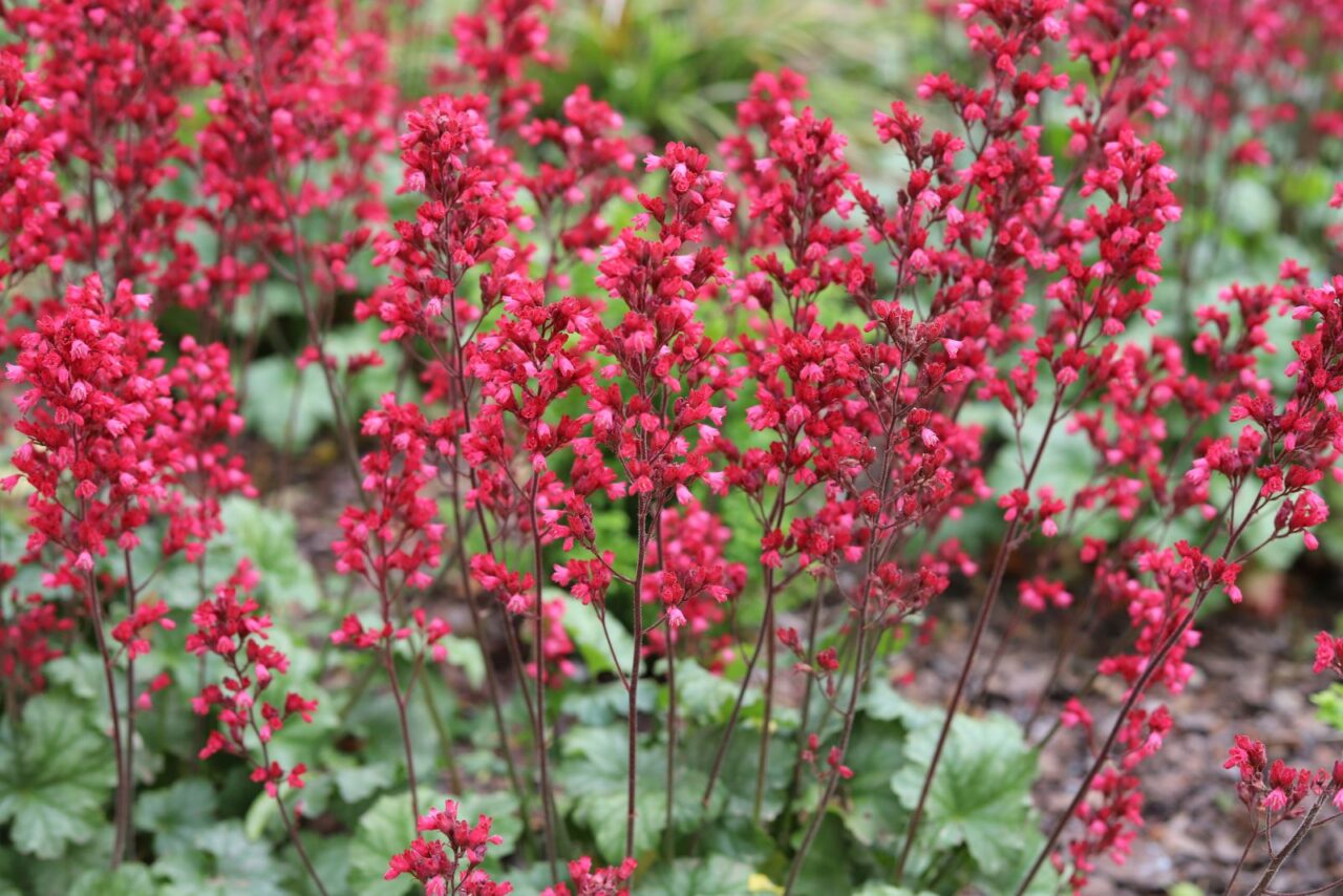 Vibrant red coral bells, delicate bell-shaped flowers, slender stems, lush green foliage, garden setting, soft natural lighting