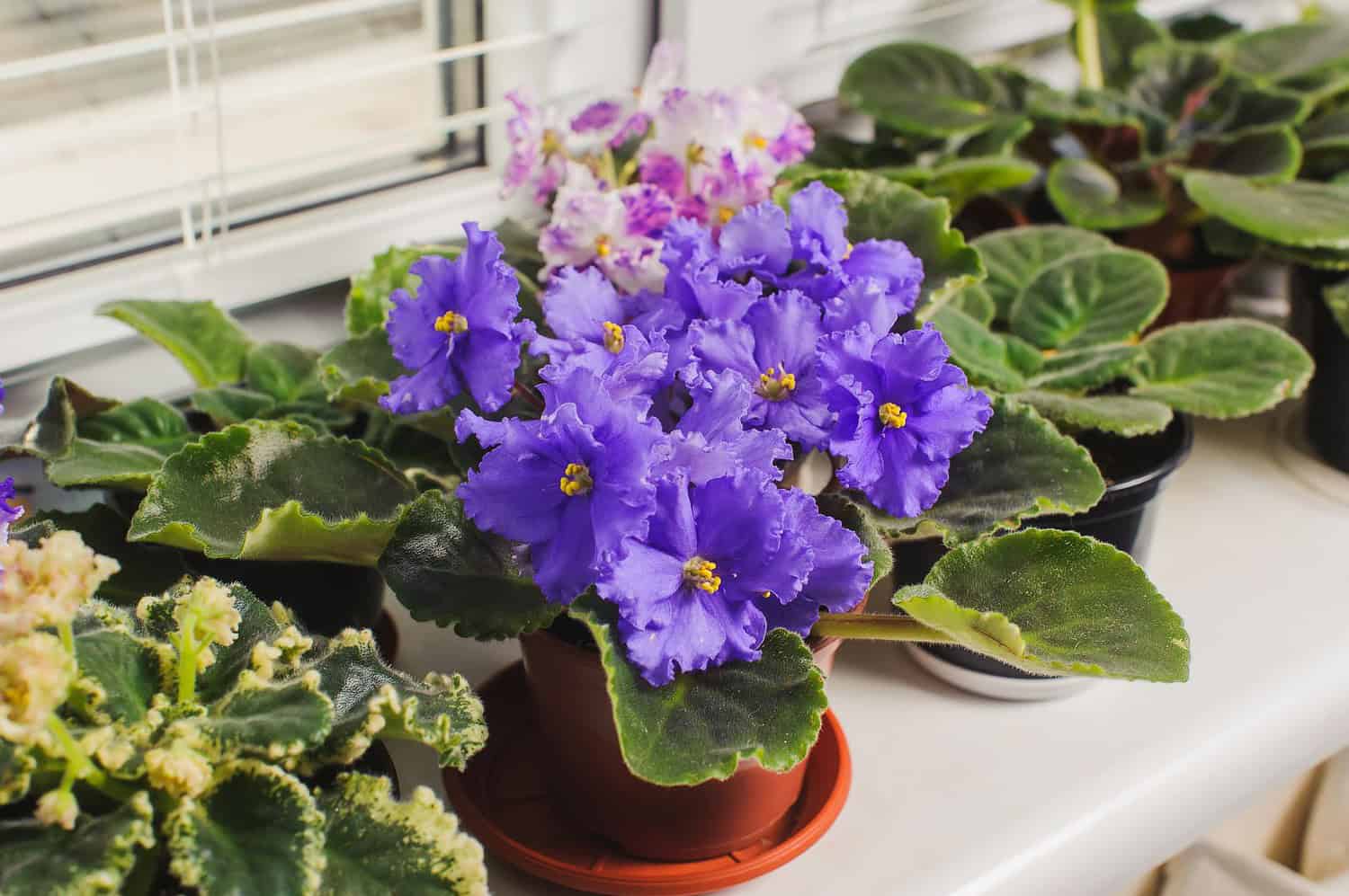 African violets with purple flowers in terracotta pot on windowsill, surrounded by other potted houseplants with variegated leaves