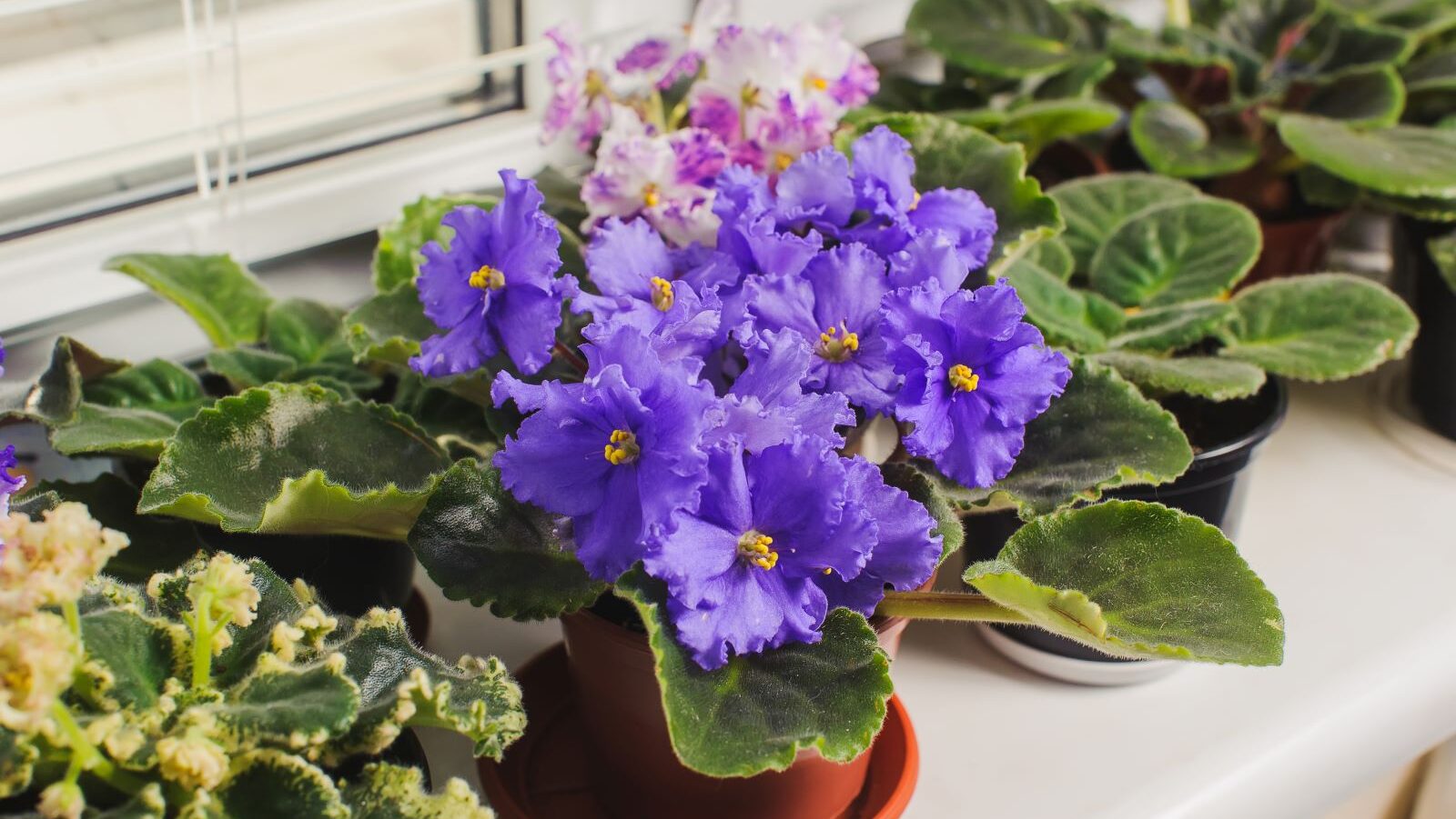 African violets with purple flowers in terracotta pot on windowsill, surrounded by other potted houseplants with variegated leaves