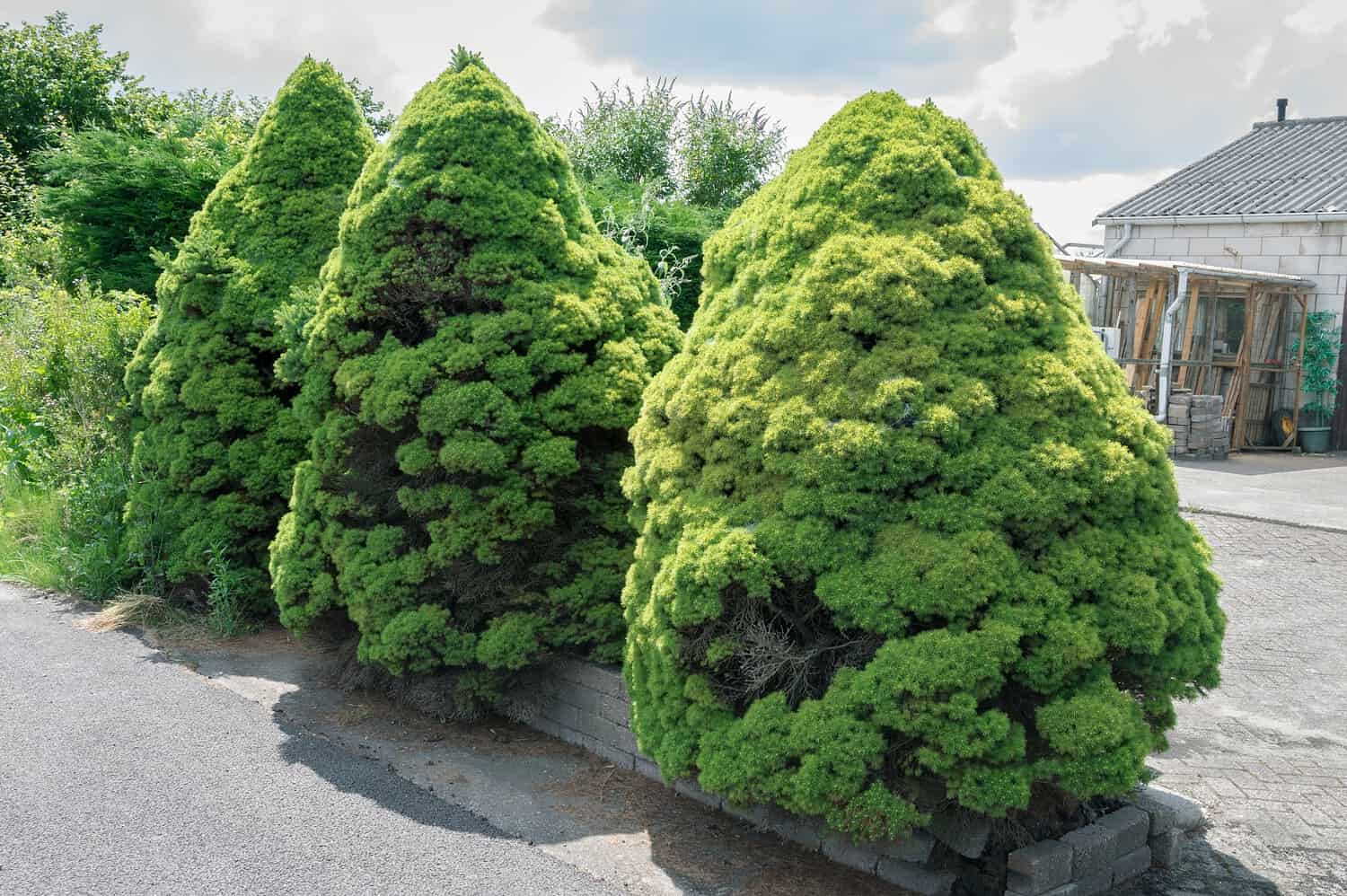 Neatly pruned, cone-shaped Dwarf Alberta Spruce trees with dense, bright green foliage lining a paved pathway beside a house