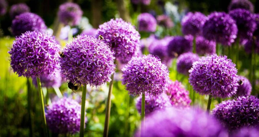 Vibrant purple allium flowers, also known as ornamental onions, spherical clusters of tiny blossoms, green stems standing tall, blurred background of more flowers and foliage, a serene and natural setting