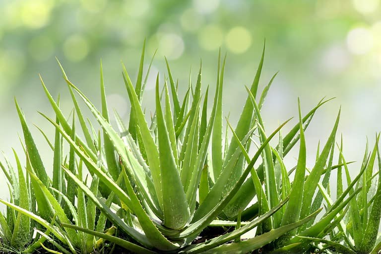 Aloe vera plant with thick, spiky green leaves radiating from center, against blurred light green background