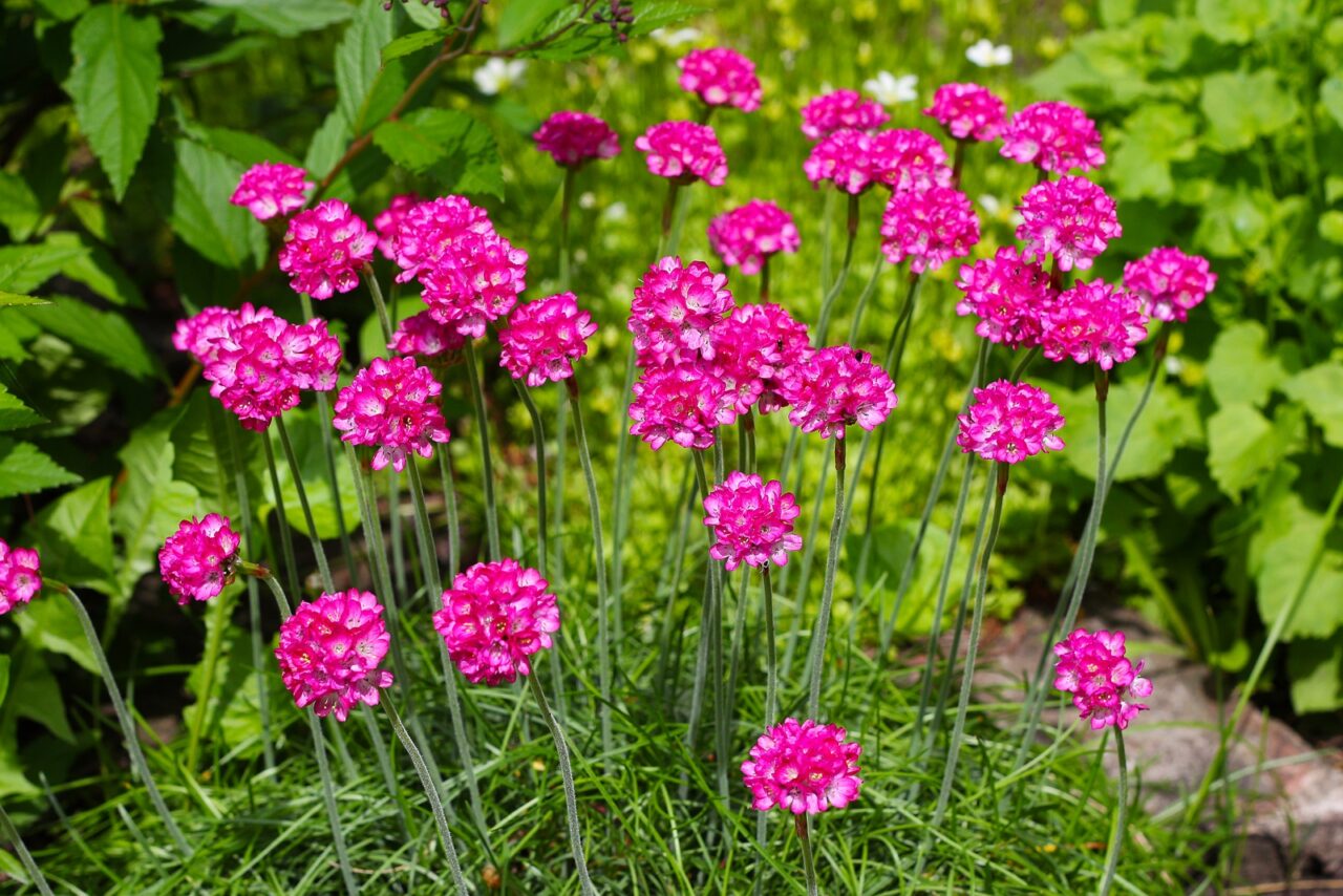 Armeria flowers with round blooms on tall stems growing among grass-like foliage in a garden setting