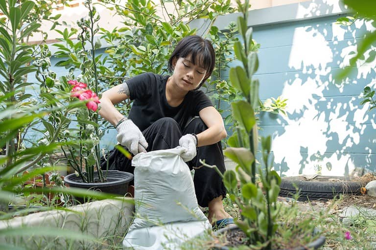 Woman wearing gloves opening a large white bag of fertilizer or soil, surrounded by green plants and flowers in a garden, preparing materials for planting or soil conditioning, performing hands-on gardening tasks in a home outdoor space