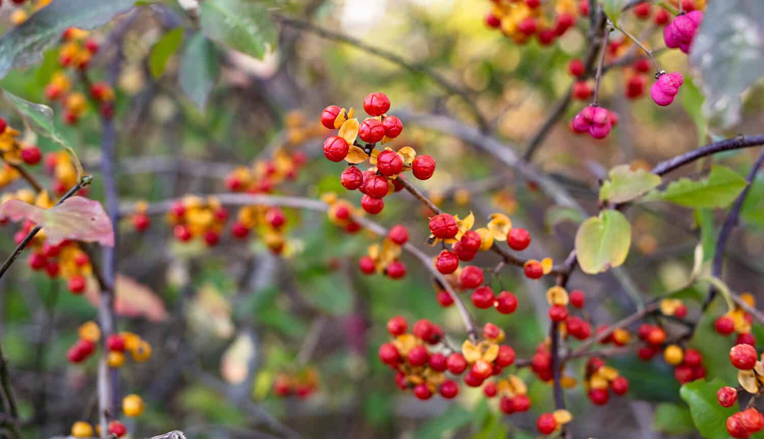 Clusters of red and orange Asiatic bittersweet berries hang on tangled branches with scattered green and turning leaves