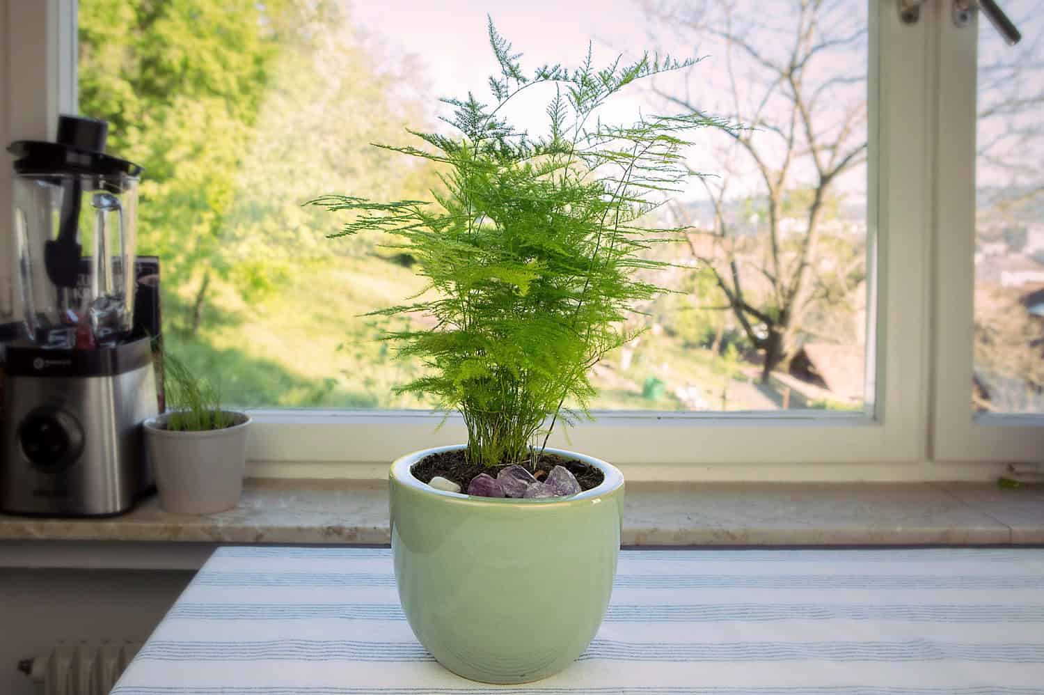 Potted asparagus fern with delicate green leaves on a striped tablecloth, placed indoors by a large sunny window