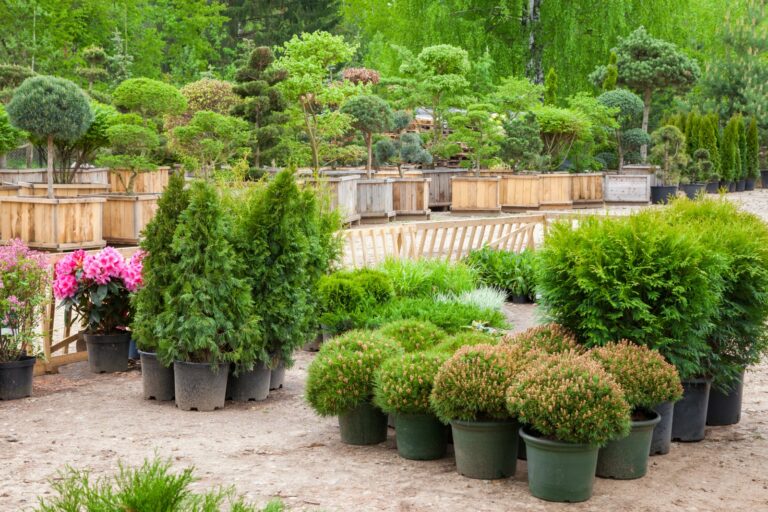 Nursery plants in pots, evergreen trees and shrubs, garden center display, wood retaining wall background, outdoor plant selection area, sunny day